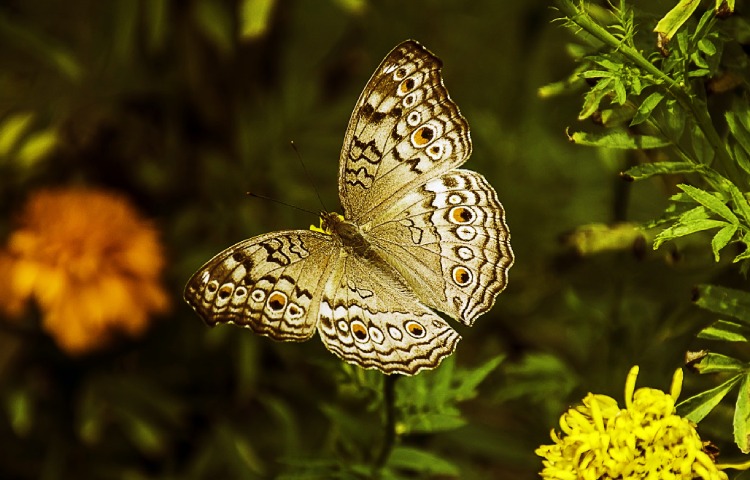 Datos y curiosidades sobre las mariposas