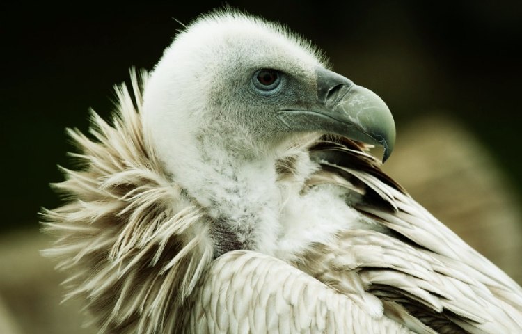 Diferencias entre buitre y águila