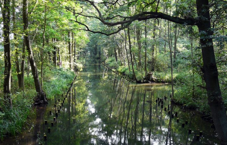 Diferencias entre ecosistema y biosfera