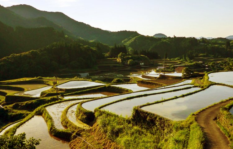campos de arroz