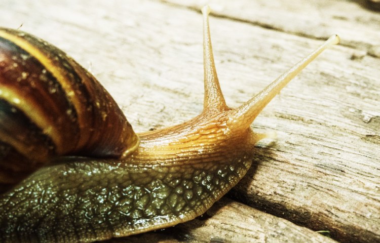 Curiosidades sobre el caracol gigante africano