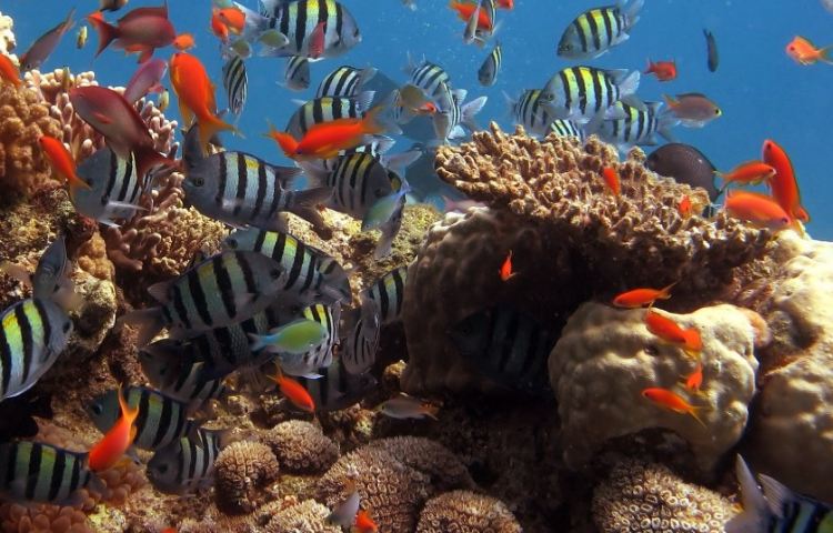 Curiosidades sobre el coral