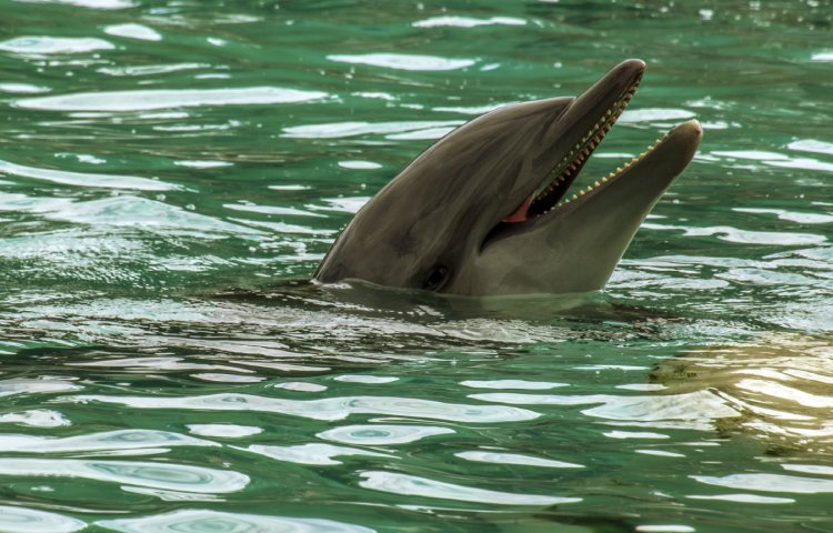 Curiosidades sobre el delfín oscuro