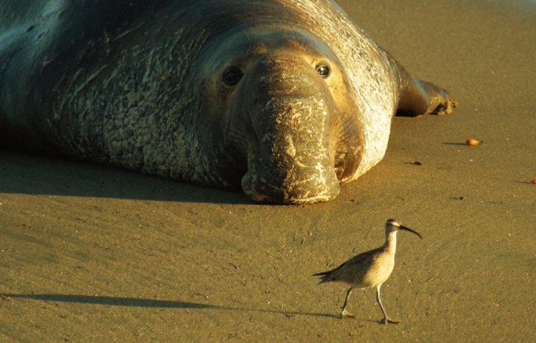 Curiosidades sobre el elefante marino