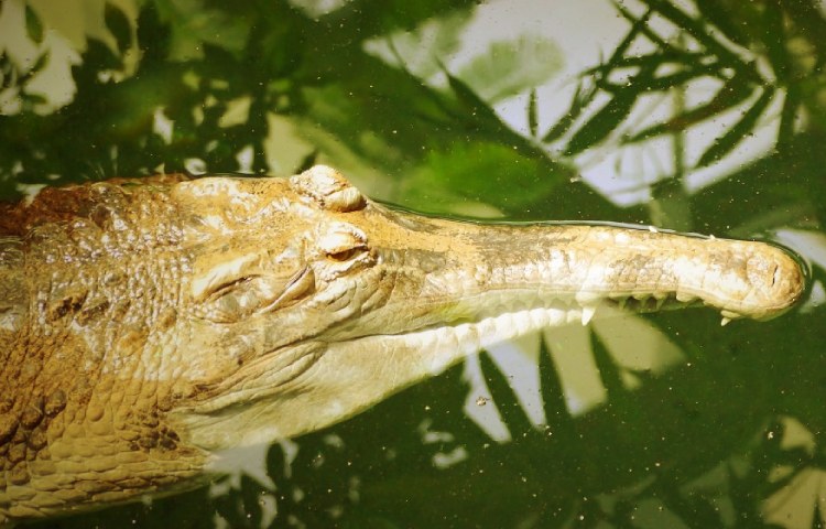 Curiosidades sobre el gavial