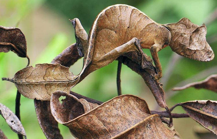 Curiosidades sobre el gecko cola de hoja