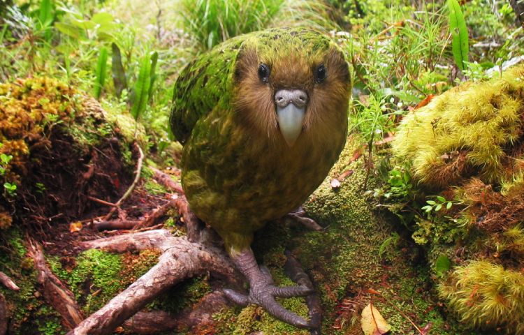 Curiosidades sobre el kakapo