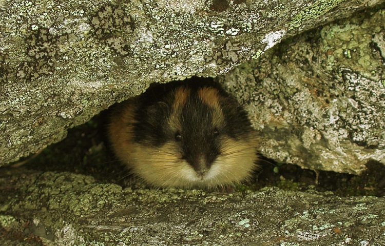 Curiosidades sobre el lemming