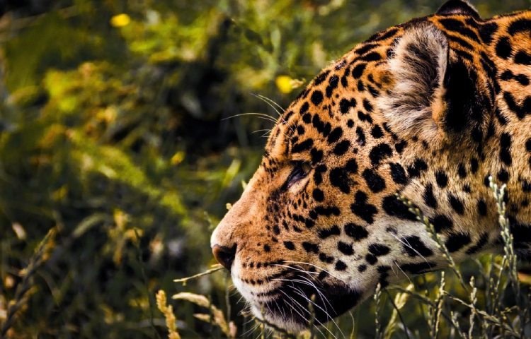 Curiosidades sobre el leopardo