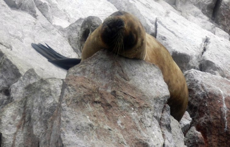 Curiosidades sobre el lobo marino