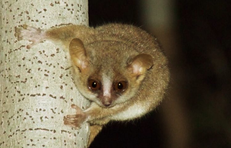 Curiosidades sobre el lémur ratón gris