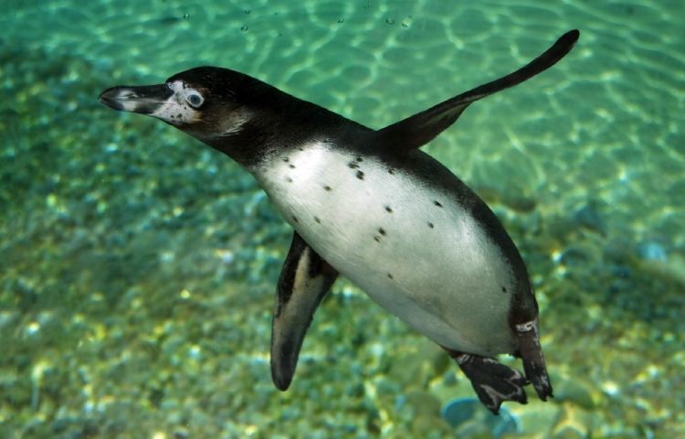 Curiosidades sobre el pingüino de Humboldt