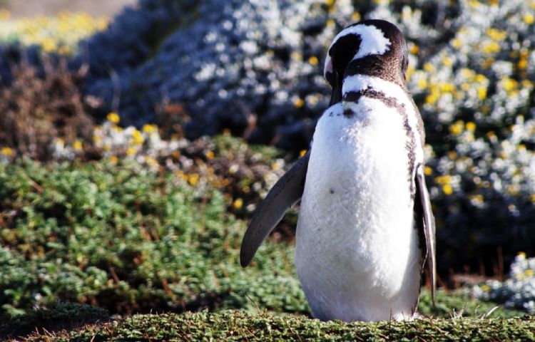 Curiosidades sobre el pingüino de Magallanes