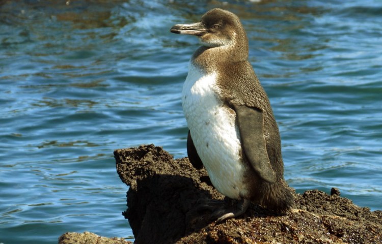 Curiosidades sobre el pingüino de las Galápagos