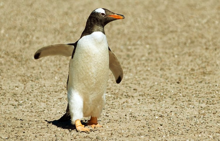 Curiosidades sobre el pingüino juanito