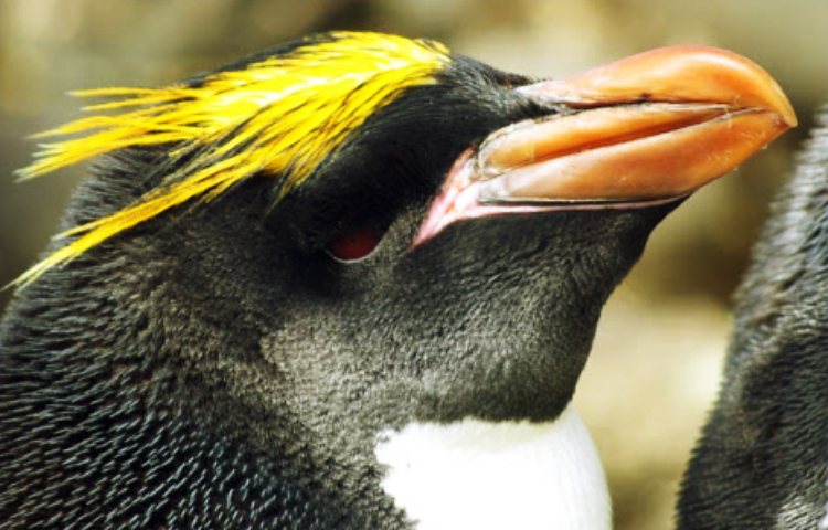 Curiosidades sobre el pingüino macaroni