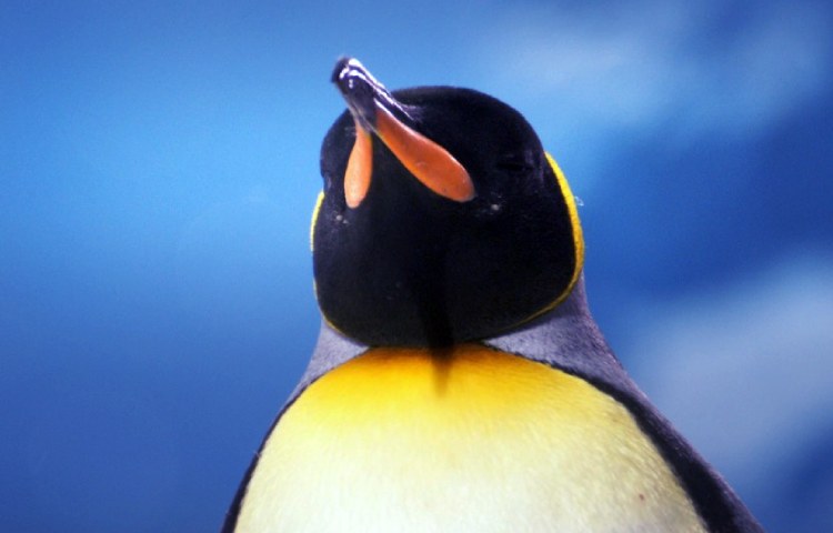 Curiosidades sobre el pingüino rey