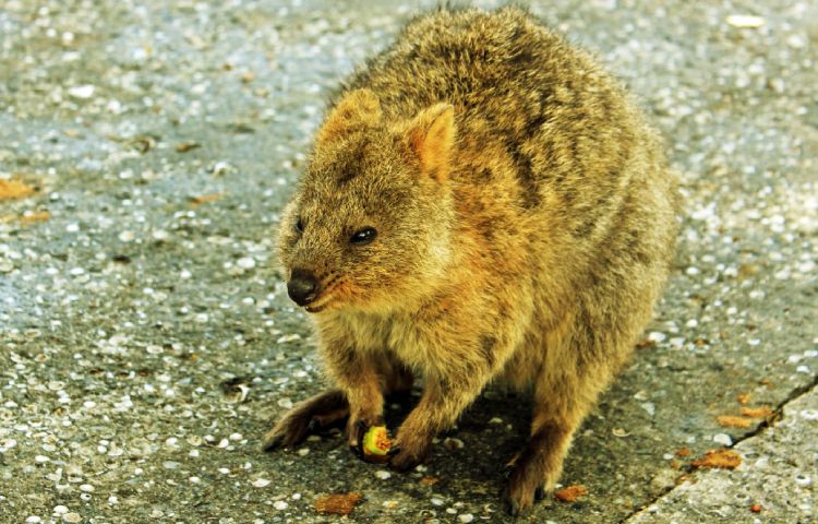 Curiosidades sobre el quokka