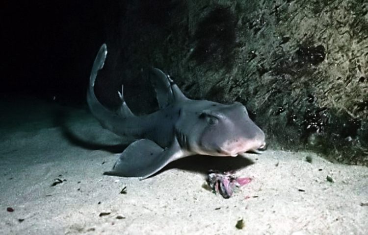 Curiosidades sobre el tiburón cuerno