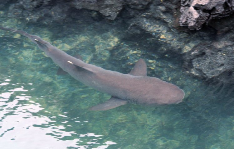 Curiosidades sobre el tiburón nodriza