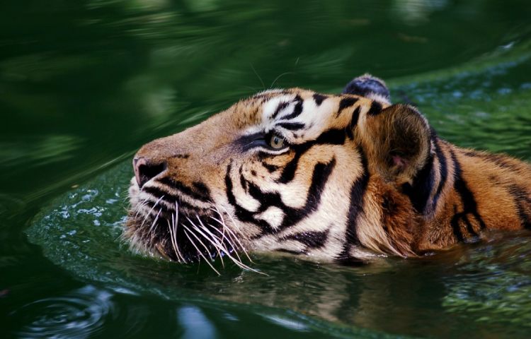 Curiosidades sobre el tigre malayo