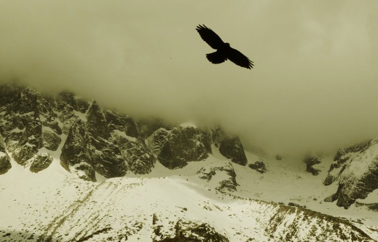 Curiosidades sobre el águila