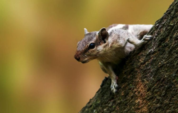 Curiosidades sobre la ardilla de las palmeras