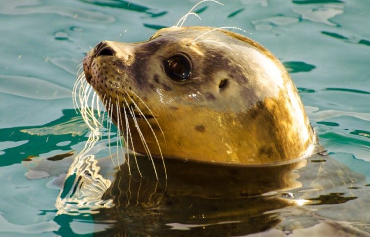 Curiosidades sobre la foca gris