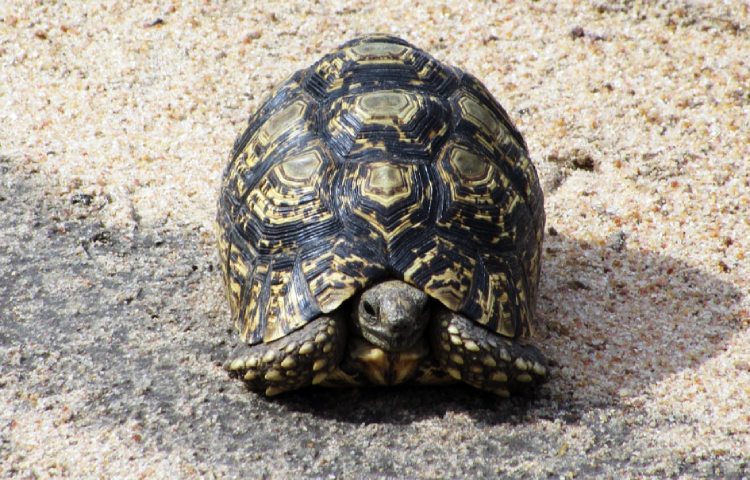 Curiosidades sobre la tortuga leopardo