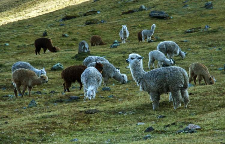 Curiosidades sobre las alpacas