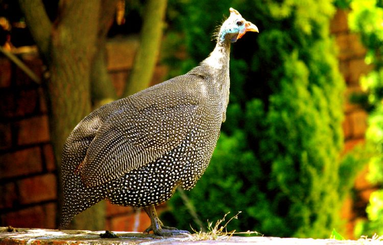 Curiosidades sobre las gallinas de Guinea