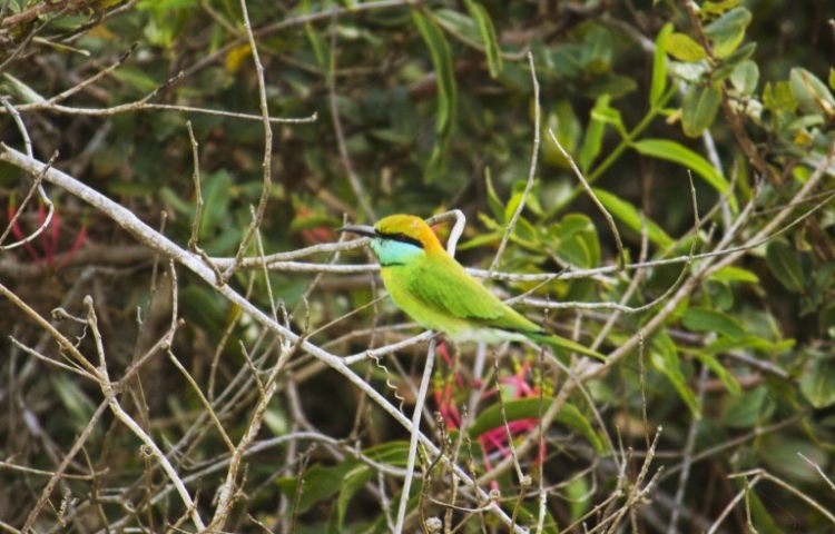 Curiosidades sobre los abejarucos verdes