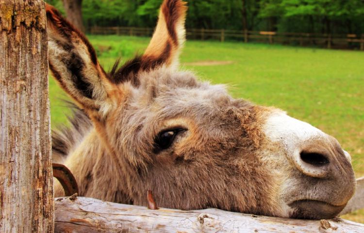 Curiosidades sobre los burros