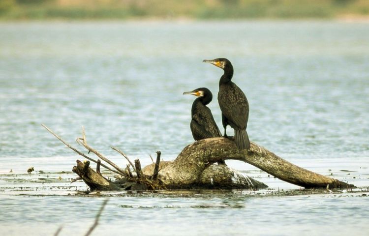 Curiosidades sobre los cormoranes