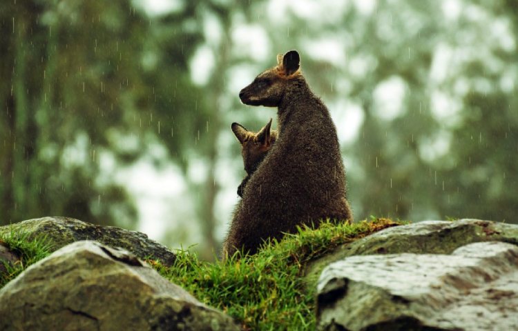 Curiosidades sobre los pademelones