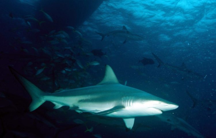Ejemplos de tiburones vivíparos