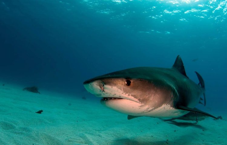 dientes del tiburon tigre