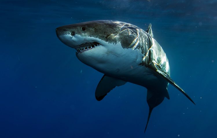 ejemplos de tiburones blancos