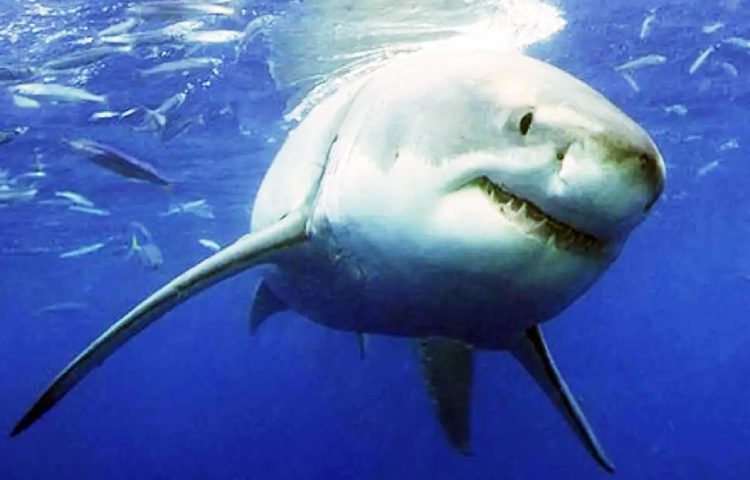 habitat del tiburon blanco