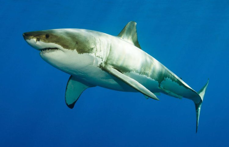 migraciones de tiburones blancos