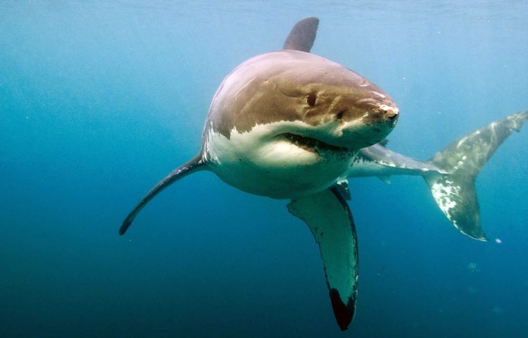 sentidos del tiburon blanco