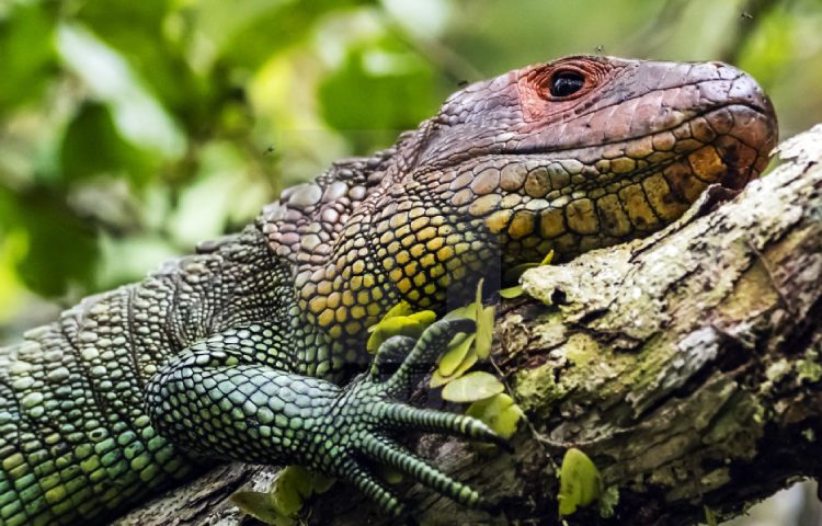 Curiosidades sobre el lagarto caimán