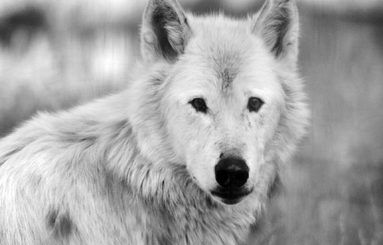 Curiosidades sobre el lobo ártico