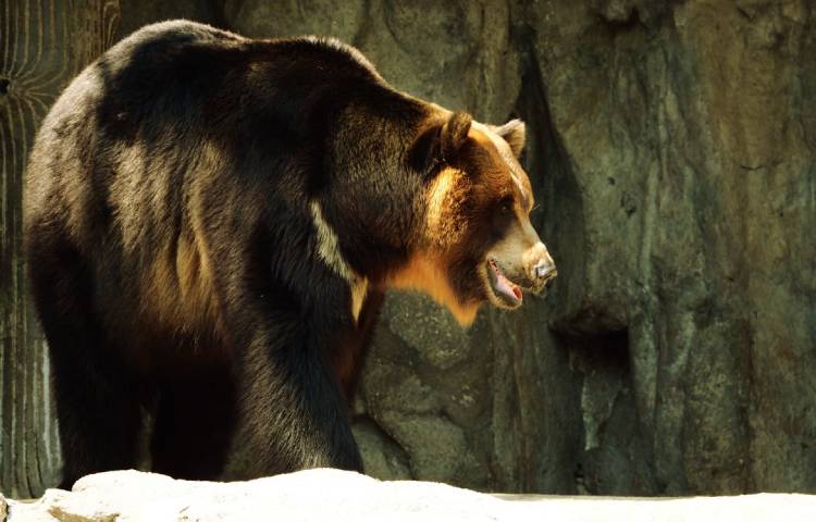 Curiosidades sobre el oso negro asiático