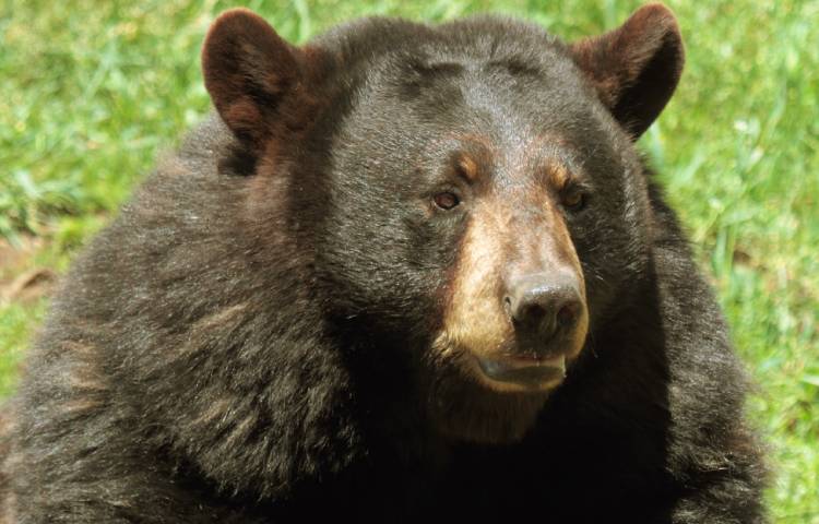 Curiosidades sobre el oso negro