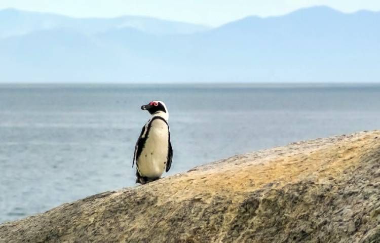 Curiosidades sobre el pingüino africano