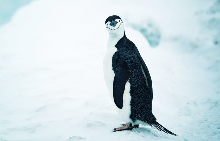 Curiosidades sobre el pingüino barbijo