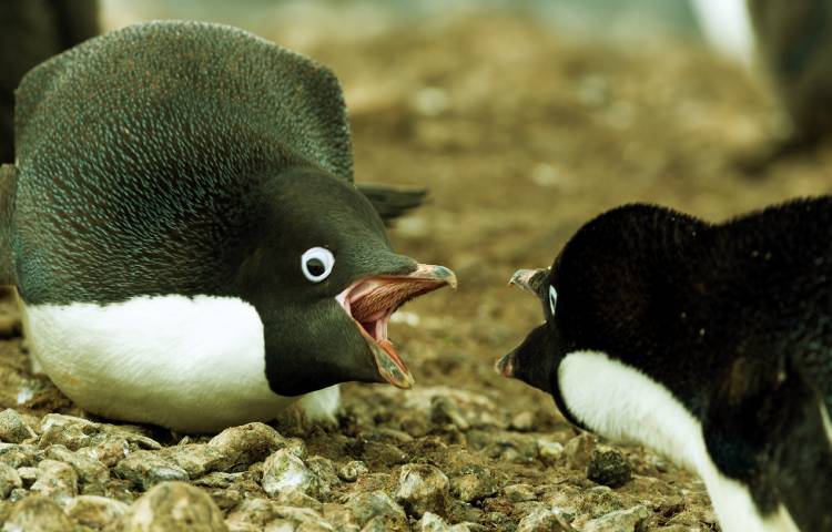 Curiosidades sobre el pingüino de Adelia