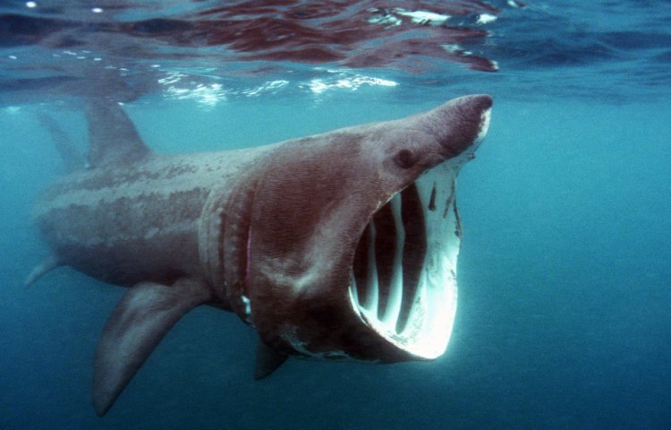 Curiosidades sobre el tiburón peregrino
