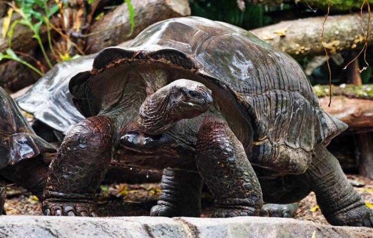 Curiosidades sobre la tortuga gigante de Aldabra